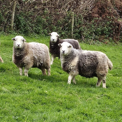 Pure British Wool Blanket Throw | Herdwick Ombre