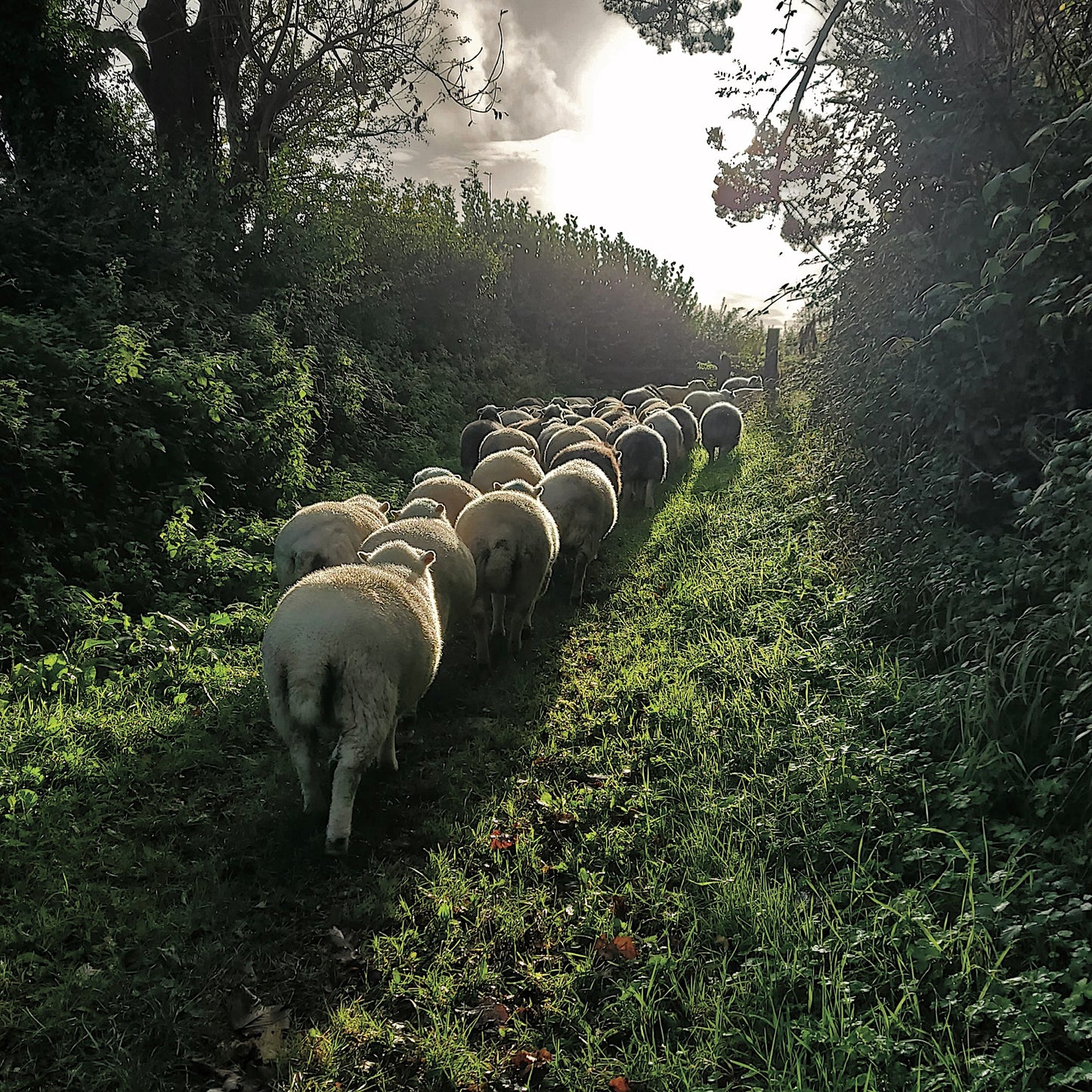 moving-fields-card-06.jpg
