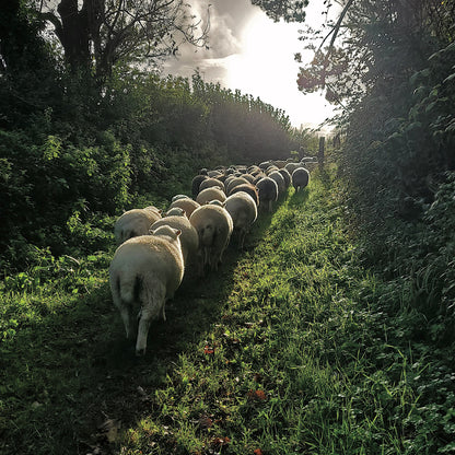 moving-fields-card-06.jpg
