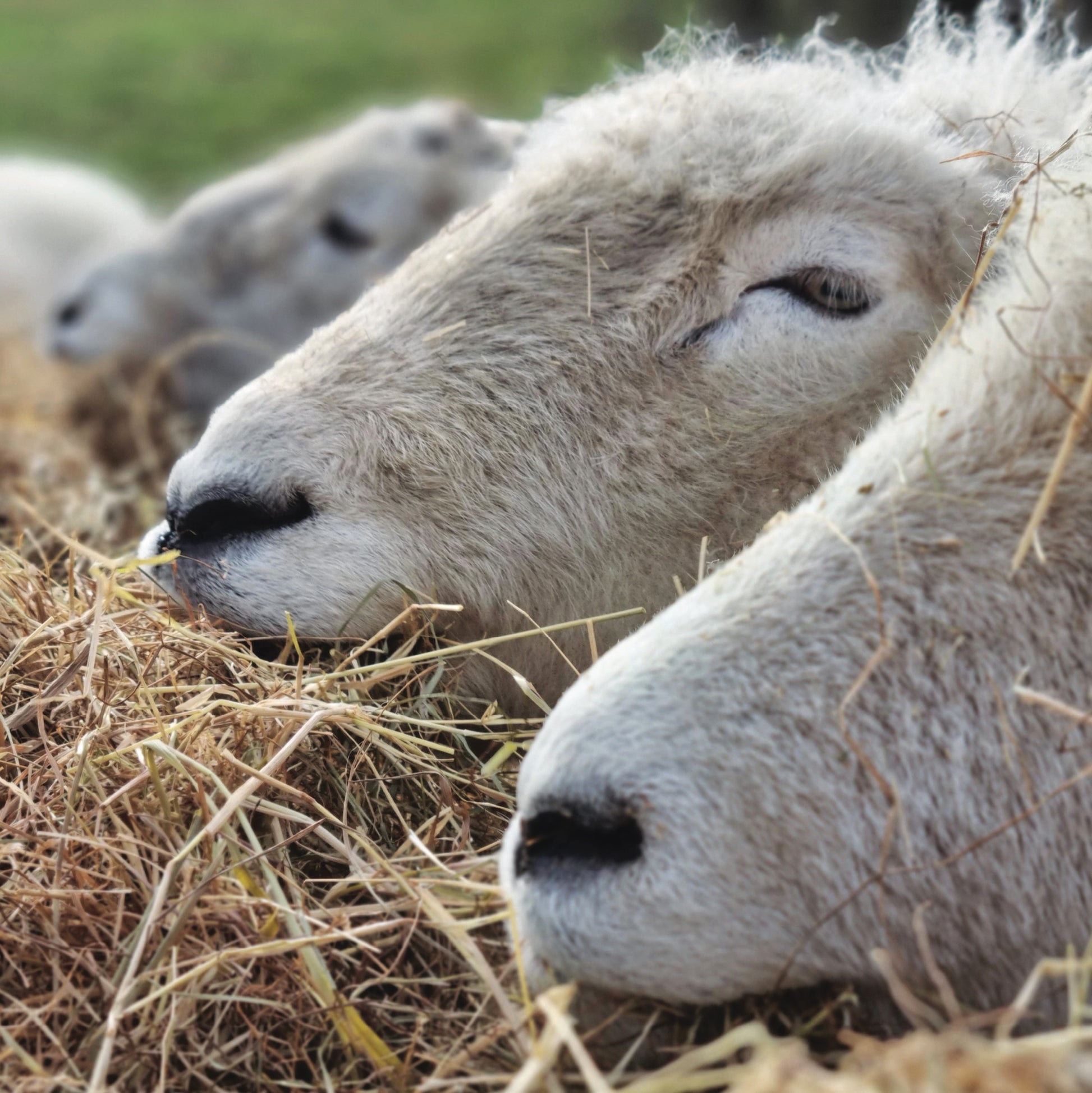 noses-in-the-hay-card-05.jpg